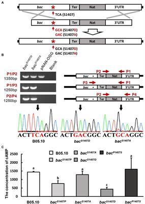 Phosphorylation status of a conserved residue in the adenylate cyclase of Botrytis cinerea is involved in regulating photomorphogenesis, circadian rhythm, and pathogenicity